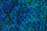blue-swatch